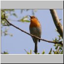 Erithacus rubecula - Rotkehlchen 09.jpg